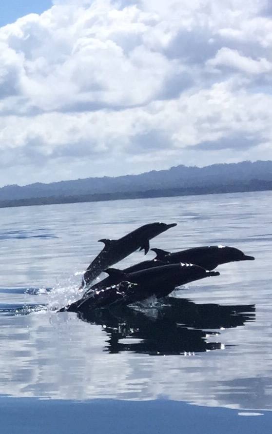 Costa Rica Retreat Dolphins